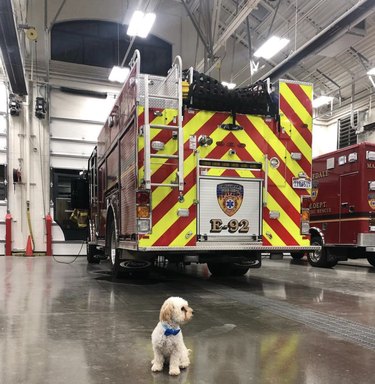 16 собак отлично справляются с пожарной частью