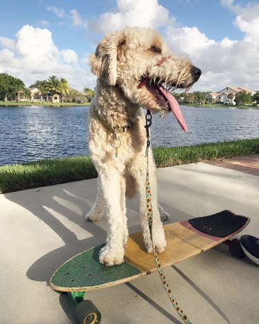 人間よりもスケートボードに乗る16匹の犬 