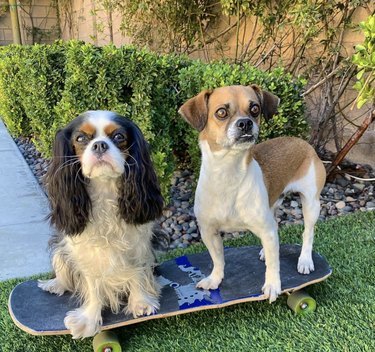 人間よりもスケートボードに乗る16匹の犬 