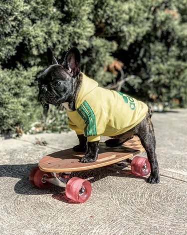 16 cani che cavalcano skateboard meglio degli umani