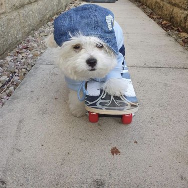16 honden rijden op skateboards beter dan mensen