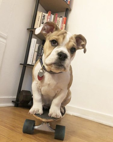 16 собак катаются на скейтбордах лучше, чем люди