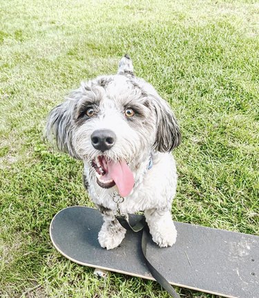16 hundar som åker skateboard bättre än människor