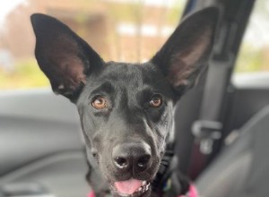 17 cães com orelhas adoráveis