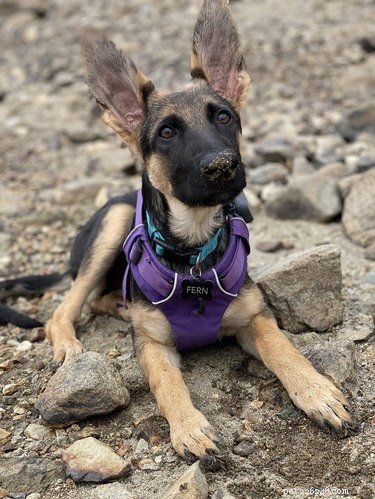 17 hundar med bedårande stora öron