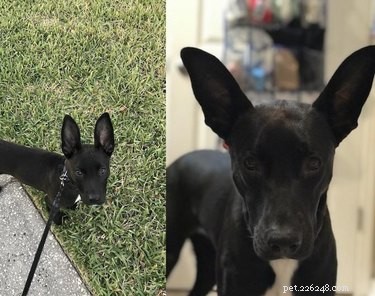 17 psů s úžasně velkýma ušima