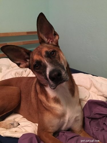 17 hundar med bedårande stora öron