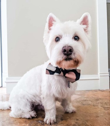 15 cães que parecem perfeitamente distintos em gravatas borboleta