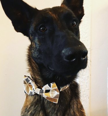 15 cães que parecem perfeitamente distintos em gravatas borboleta