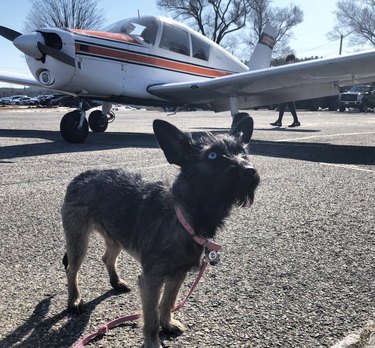 15 hundar som älskar att flyga