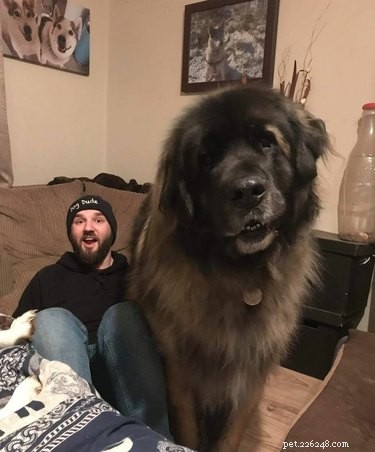 Seulement 20 photos de gros chiens qui vous feront dire de la merde