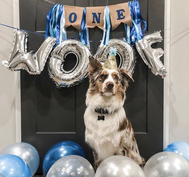 16 cães comemorando seus primeiros aniversários