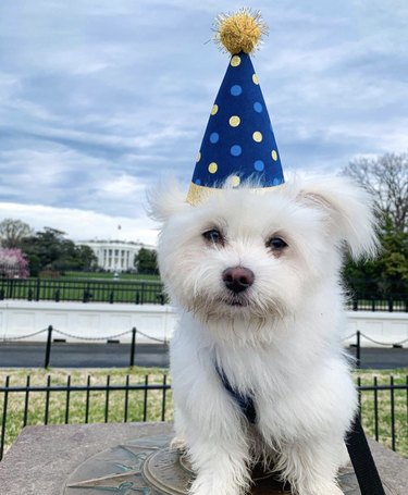16 honden die hun allereerste verjaardag vieren