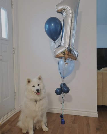 16 honden die hun allereerste verjaardag vieren