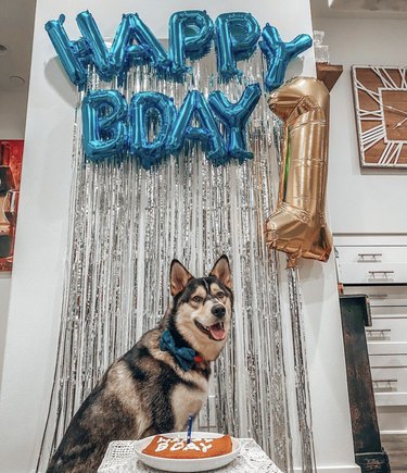 16 cani festeggiano il loro primo compleanno