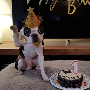 16 собак празднуют свой первый день рождения