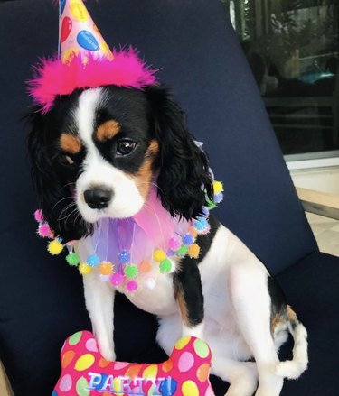 最初の誕生日を祝う16匹の犬 