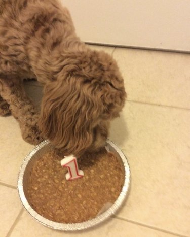 16 chiens fêtent leur tout premier anniversaire