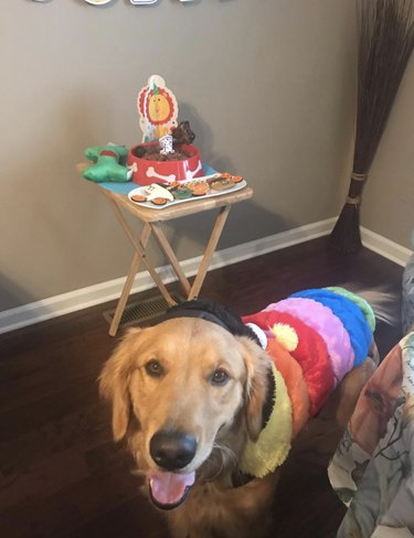 16 psů slaví své první narozeniny
