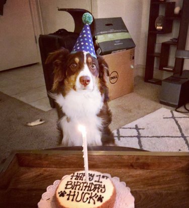最初の誕生日を祝う16匹の犬 