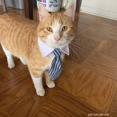 18 gatos profissionais em trajes profissionais