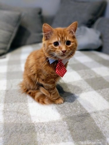18 professionele katten in hun zakelijke kleding