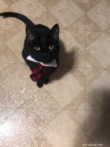 18 профессиональных кошек в деловой одежде