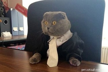 사업복을 입은 전문 고양이 18마리