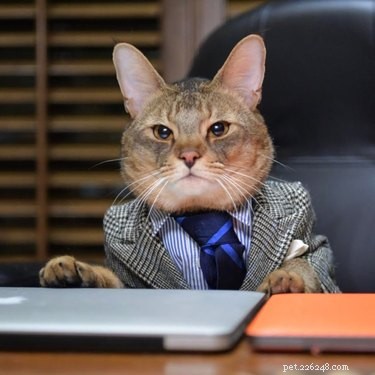 彼らのビジネス服装の18匹のプロの猫 