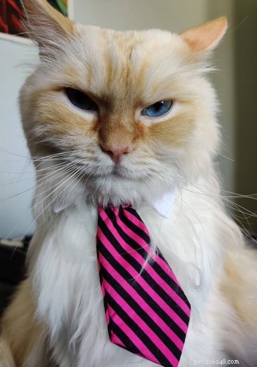 18 gatos profissionais em trajes profissionais