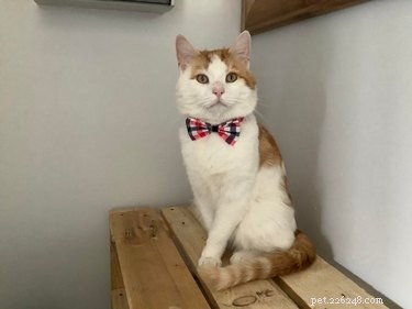 18 chats professionnels en tenue de ville