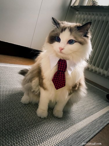 사업복을 입은 전문 고양이 18마리