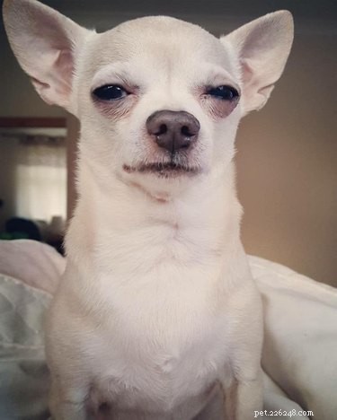 The Very Best of the Disapproving Dog Challenge