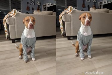 The All Best of the Disapproving Dog Challenge