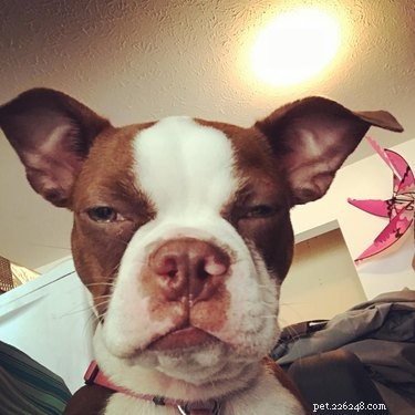 The Very Best of the Disapproving Dog Challenge