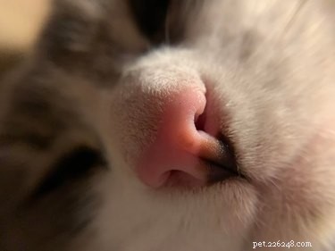心地よいピンクの鼻を持つたった17匹の猫 