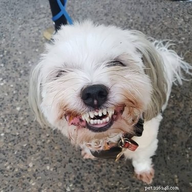 O melhor desafio do cão sorridente