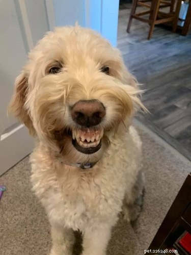 Le meilleur du défi du chien souriant