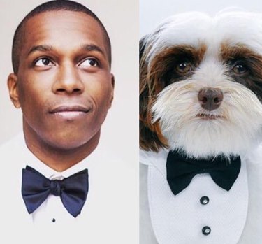 Hamilton as Dogs est notre nouveau truc préféré sur Instagram