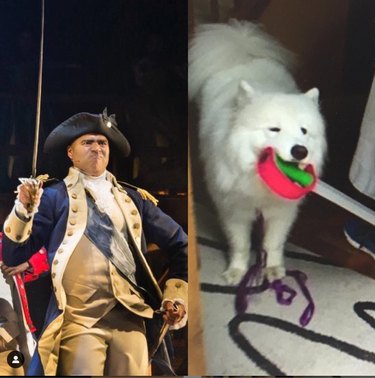 Hamilton jako psi je naše nová oblíbená věc na Instagramu