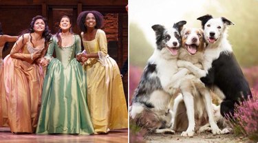 Hamilton as Dogs는 Instagram에서 우리가 가장 좋아하는 것입니다