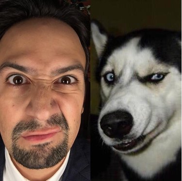 Гамильтон в образе собак — наша новая любимая вещь в Instagram