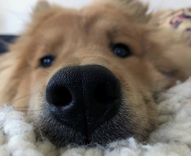 19 hundar med perfekt boopable nosar