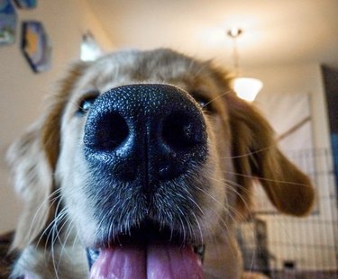 19 psů s dokonale vycvakávacími nosy