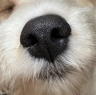 完全にブープ可能な鼻を持つ19匹の犬 