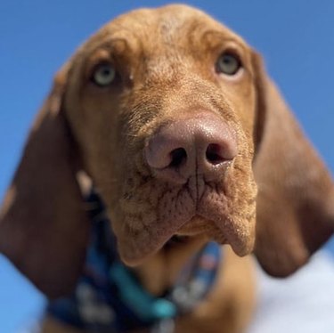 19 собак с идеально выпуклыми носами
