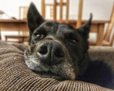 19 psů s dokonale vycvakávacími nosy