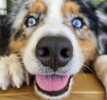 19 honden met perfect haperende neuzen