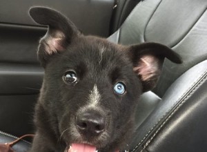 18 geadopteerde honden die voor het eerst thuiskomen