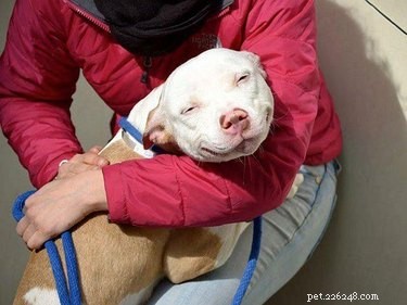 18 cani adottati che tornano a casa per la prima volta